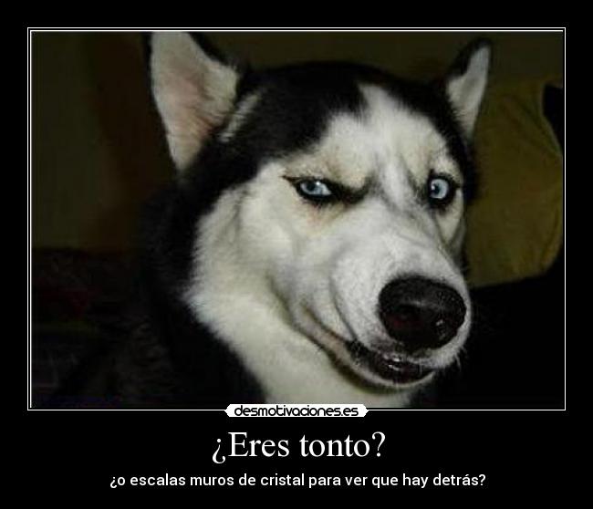 ¿Eres tonto? - 