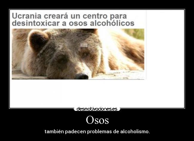 Osos - también padecen problemas de alcoholismo.