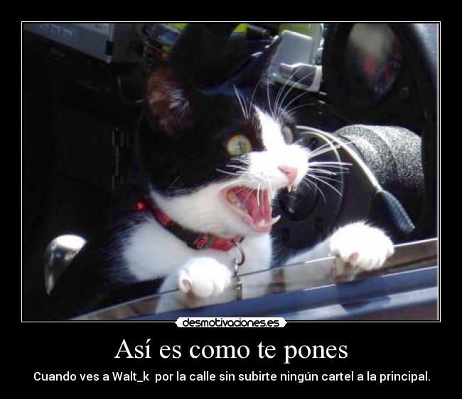 carteles walt_kgatofurioso desmotivaciones