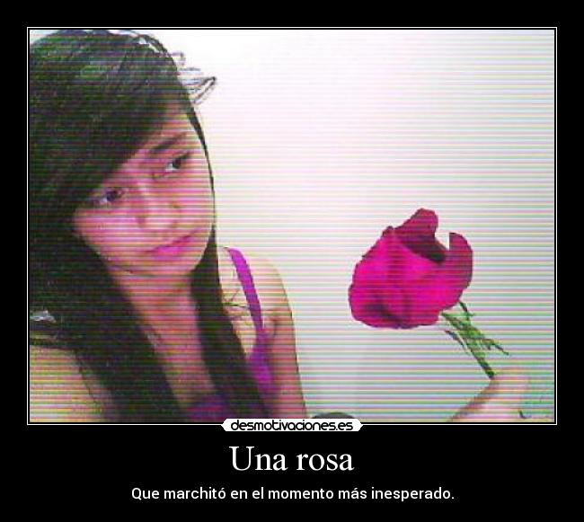 Una rosa -
