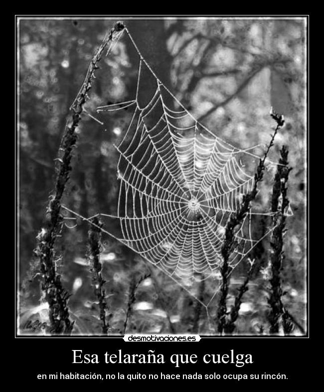 Esa telaraña que cuelga - en mi habitación, no la quito no hace nada solo ocupa su rincón.