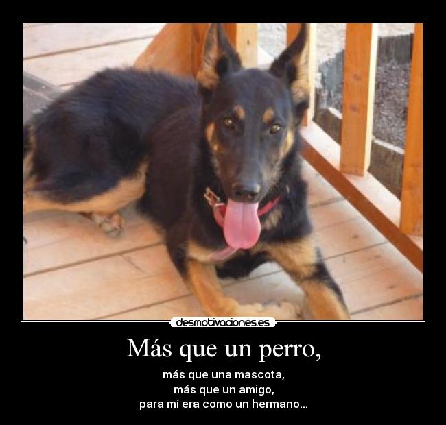 Más que un perro, - 