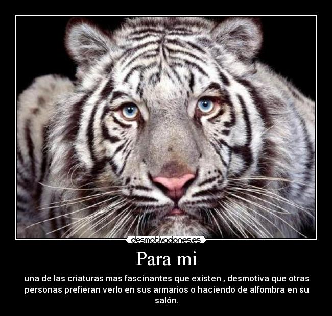 Para mi - una de las criaturas mas fascinantes que existen , desmotiva que otras
personas prefieran verlo en sus armarios o haciendo de alfombra en su
salón.