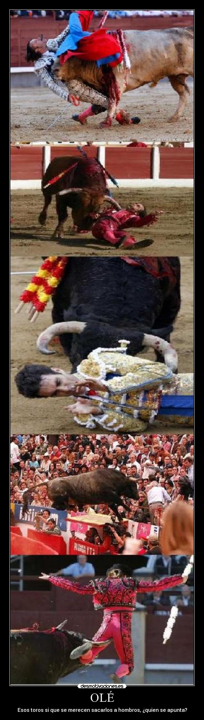 OLÉ - Esos toros si que se merecen sacarlos a hombros, ¿quien se apunta?