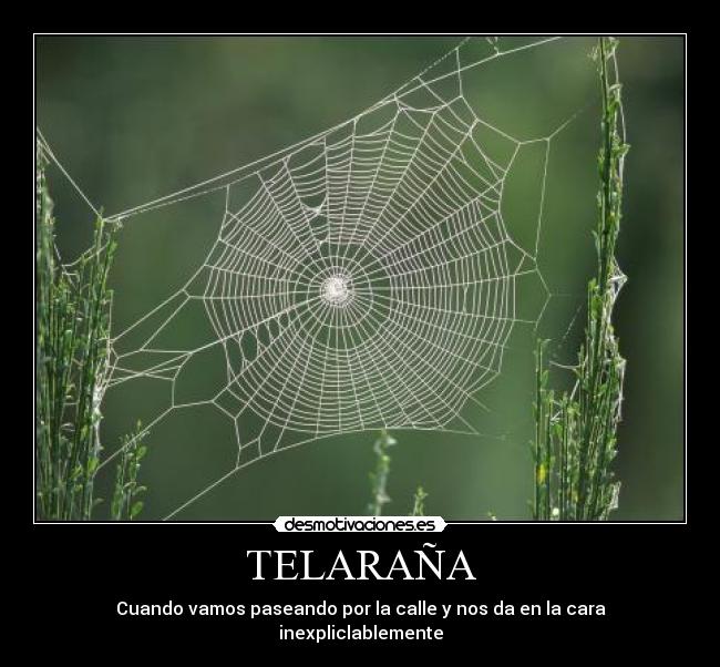 TELARAÑA -