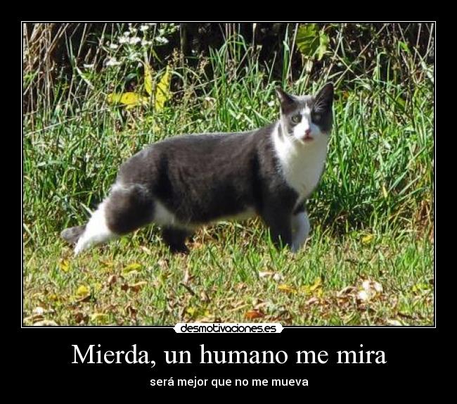Mierda, un humano me mira -