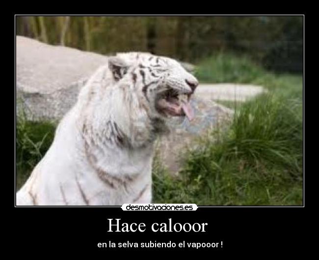 Hace calooor - en la selva subiendo el vapooor !