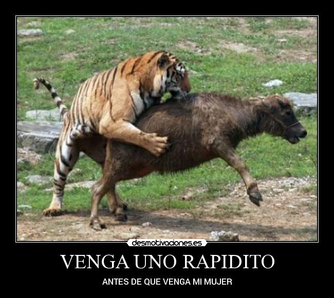 VENGA UNO RAPIDITO - ANTES DE QUE VENGA MI MUJER