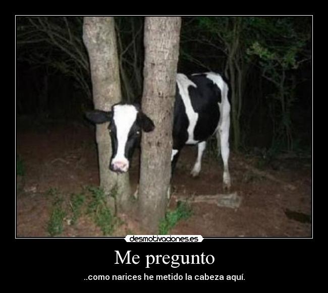 carteles me pregunto como narices habre he metido la cabeza aqui vaca atrapada arbol no pued desmotivaciones