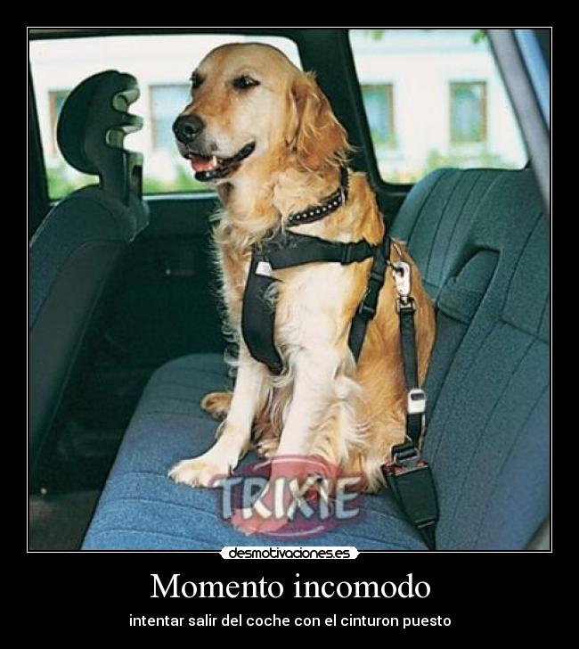 Momento incomodo - intentar salir del coche con el cinturon puesto