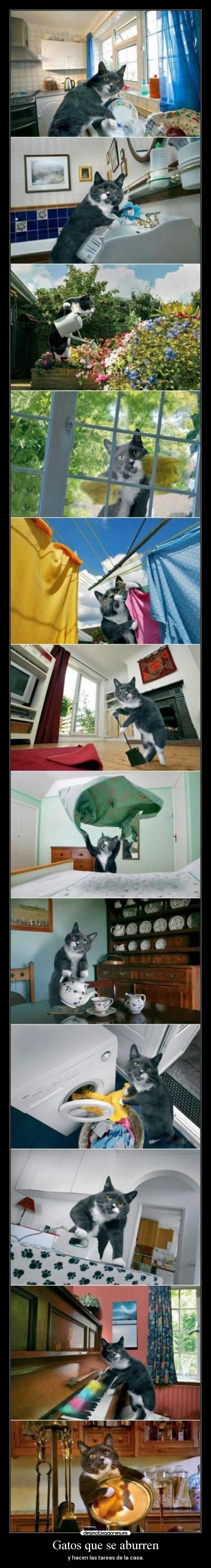 Gatos que se aburren - y hacen las tareas de la casa.