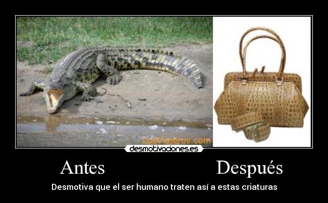 carteles cocodrilos desmotivaciones