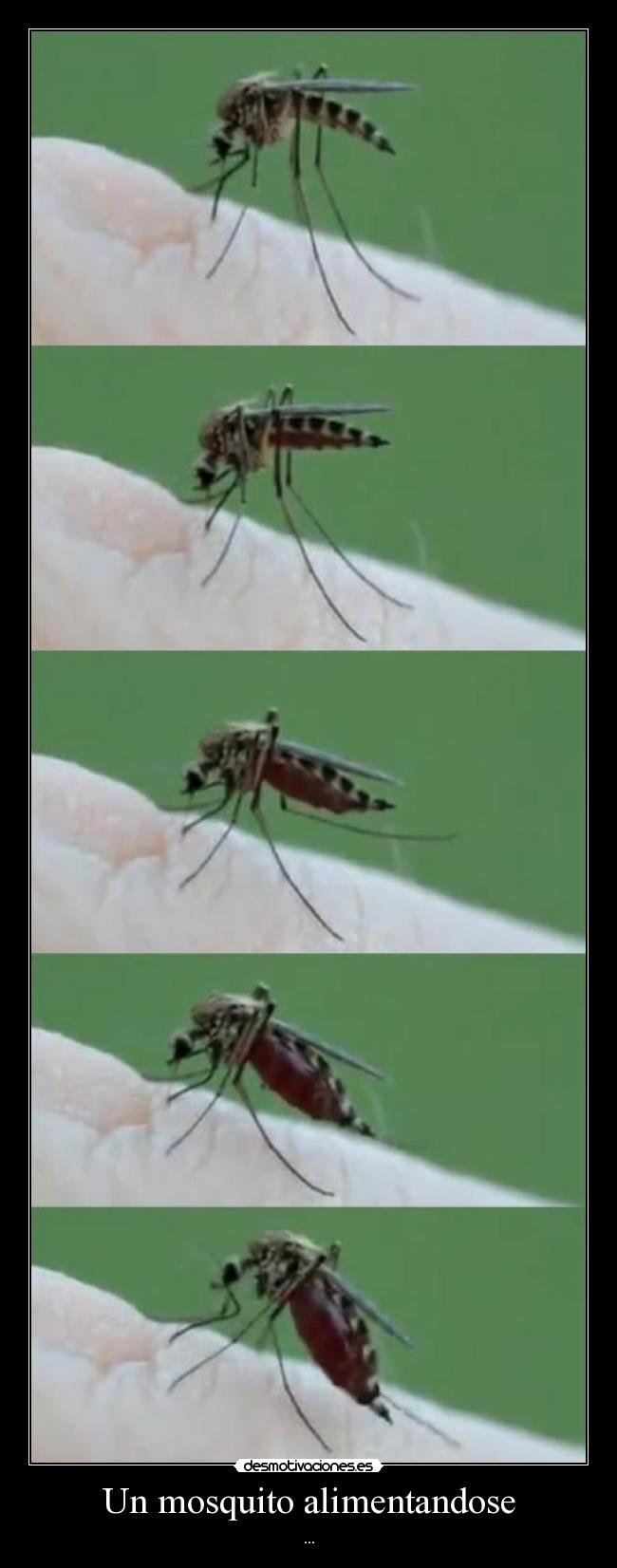 carteles mosquito un cabron alimentandose chupando sangre humana se va poniendo gordo paso desmotivaciones