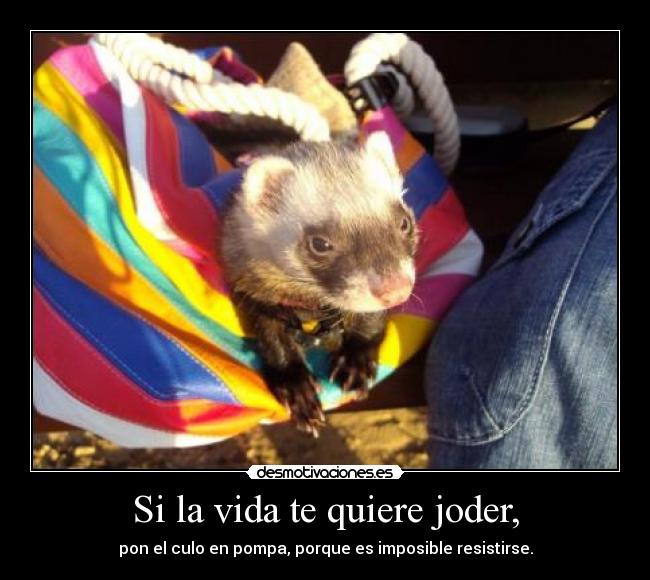 Si la vida te quiere joder, -