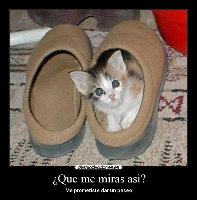 ¿Que me miras asi? - Me prometiste dar un paseo