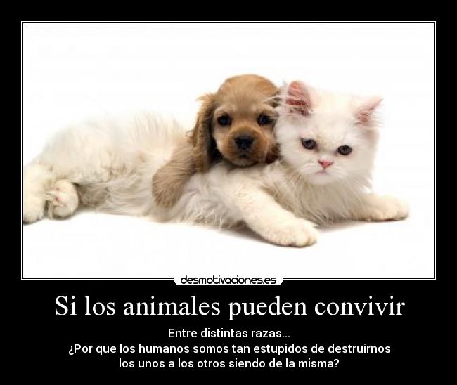 Si los animales pueden convivir - Entre distintas razas...
¿Por que los humanos somos tan estupidos de destruirnos
los unos a los otros siendo de la misma?