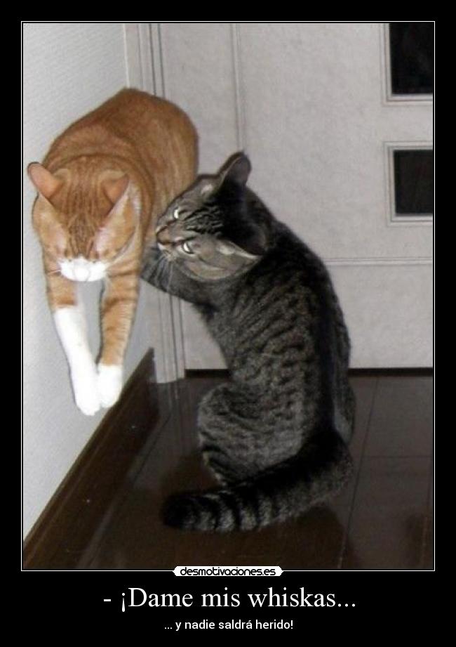 - ¡Dame mis whiskas... - 