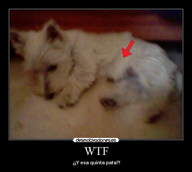 WTF - ¿¡Y esa quinta pata?!