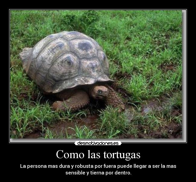 Como las tortugas - 