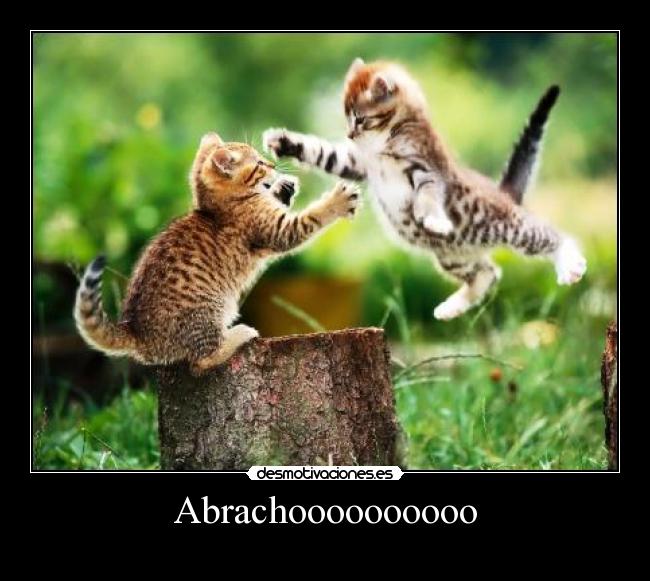 Abrachoooooooooo -