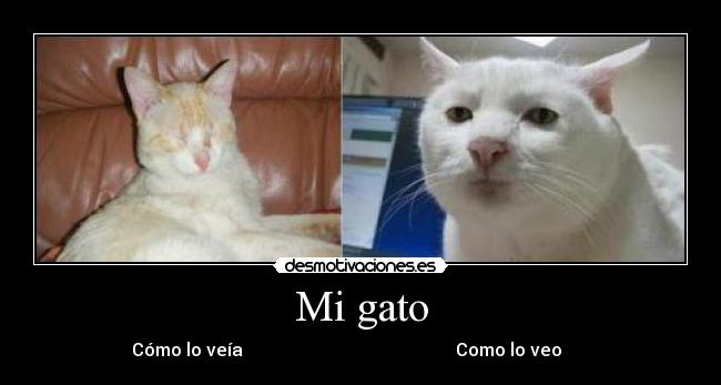 Mi gato - Cómo lo veía Como lo veo