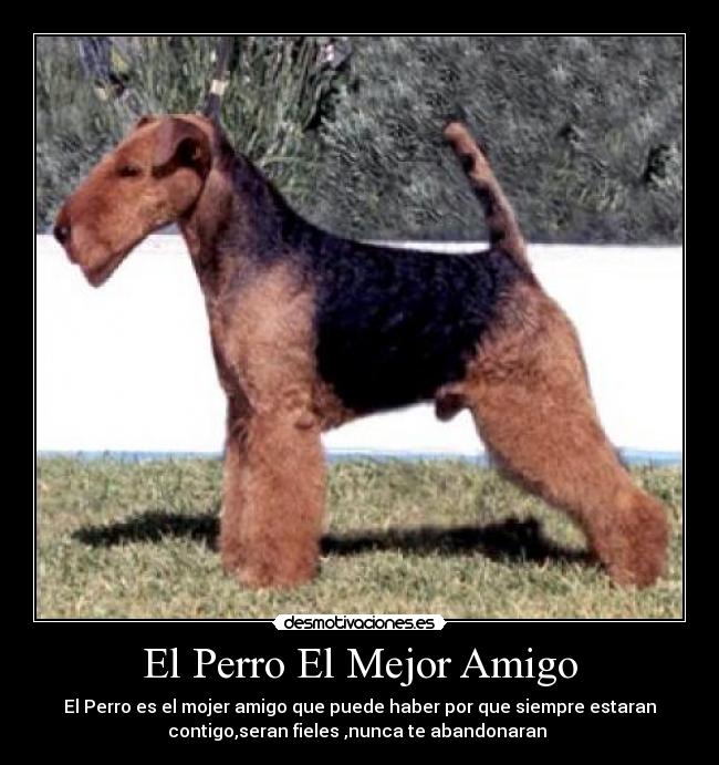 El Perro El Mejor Amigo - El Perro es el mojer amigo que puede haber por que siempre estaran
contigo,seran fieles ,nunca te abandonaran