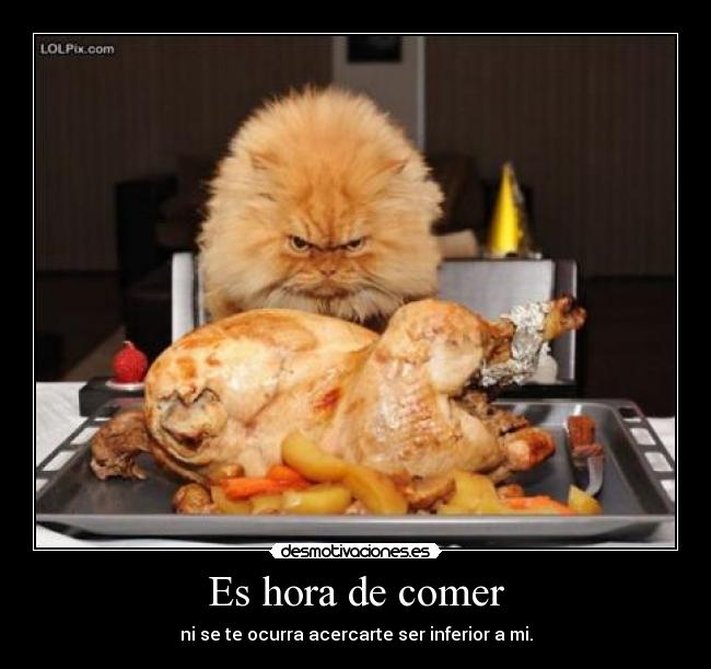 carteles gatoscomer desmotivaciones