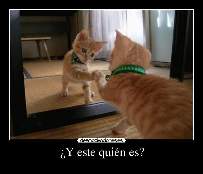 carteles gatos desmotivaciones