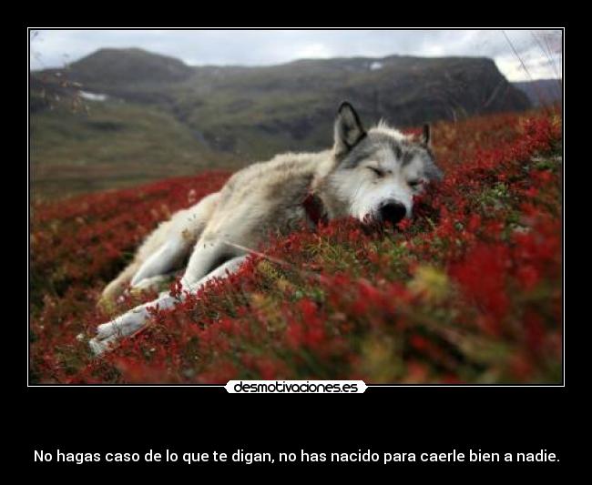   - No hagas caso de lo que te digan, no has nacido para caerle bien a nadie.