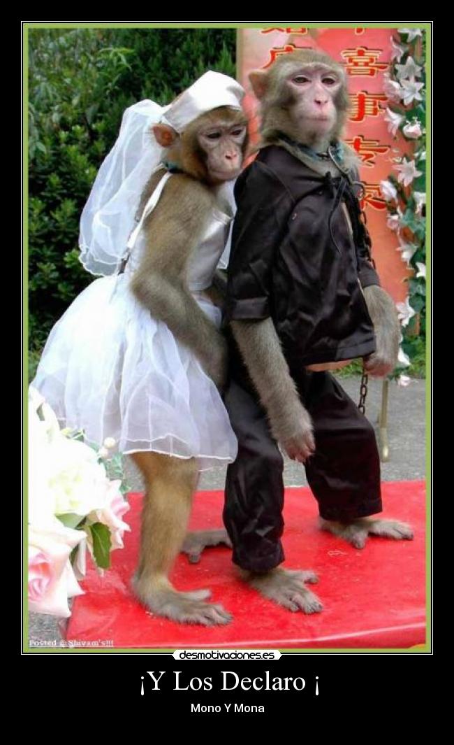 ¡Y Los Declaro ¡ - Mono Y Mona