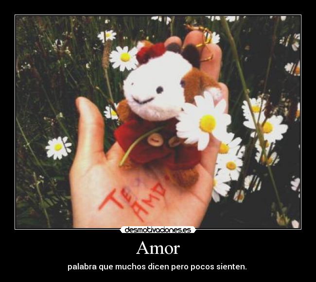 Amor - 