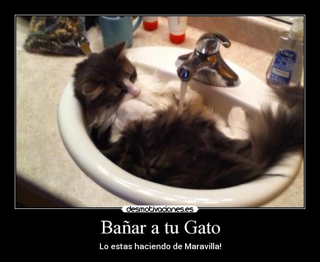 Bañar a tu Gato - Lo estas haciendo de Maravilla!