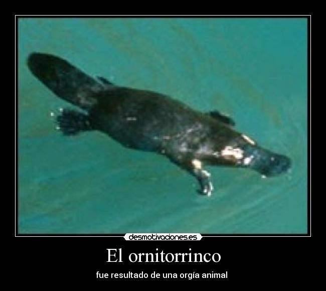 El ornitorrinco - 