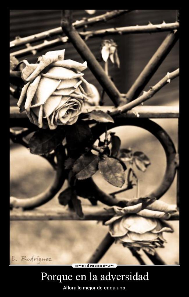 Porque en la adversidad -