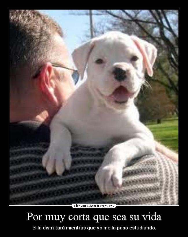 Por muy corta que sea su vida - él la disfrutará mientras que yo me la paso estudiando.