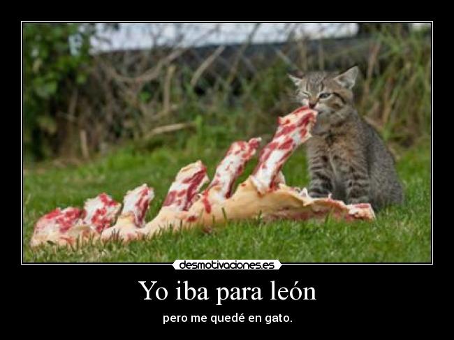 Yo iba para león - pero me quedé en gato.