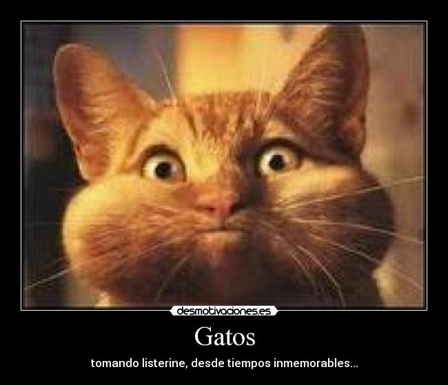 Gatos -