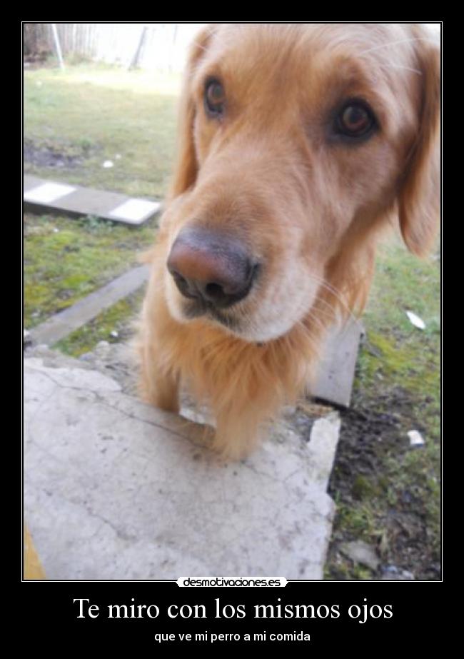 Te miro con los mismos ojos - que ve mi perro a mi comida