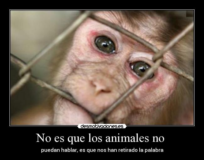 No es que los animales no  - 