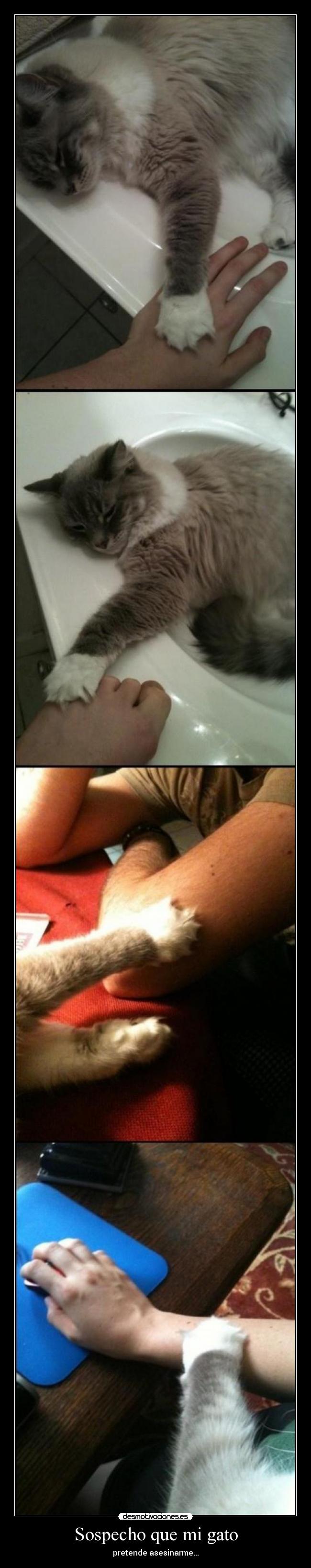 Sospecho que mi gato -