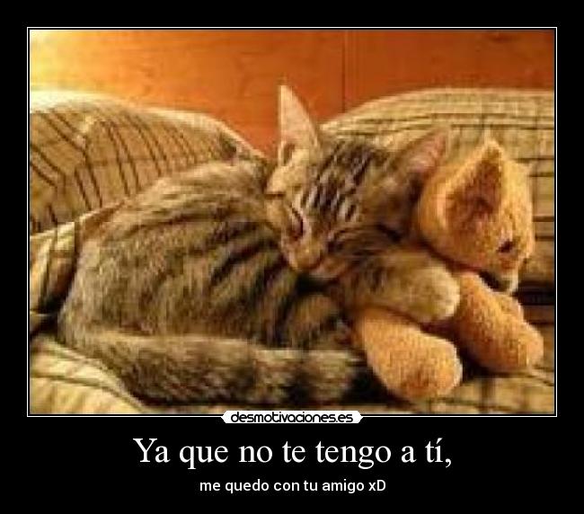 carteles gatosamigo peluche desmotivaciones