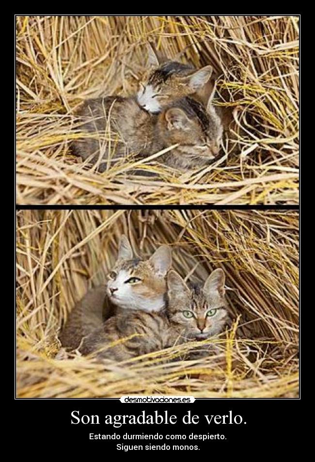 Son agradable de verlo. -