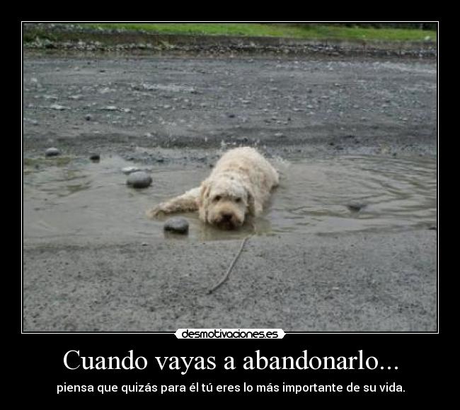 Cuando vayas a abandonarlo... - 