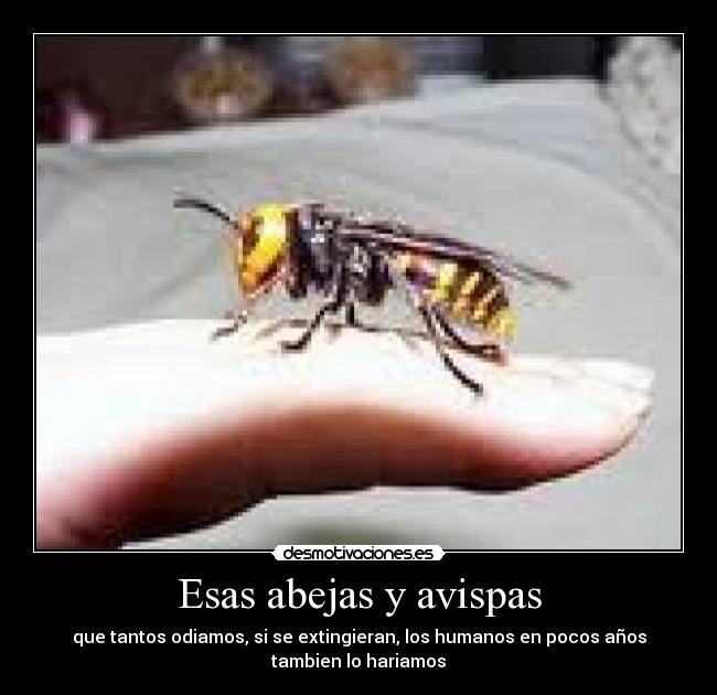 Esas abejas y avispas - 