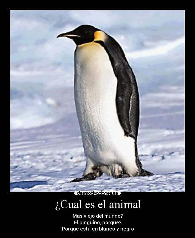 ¿Cual es el animal - Mas viejo del mundo?
El pingüino, porque?
Porque esta en blanco y negro
