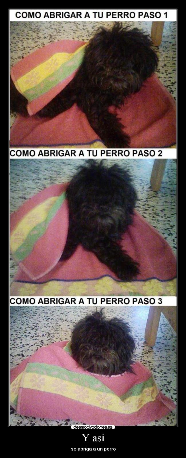 Y asi - se abriga a un perro