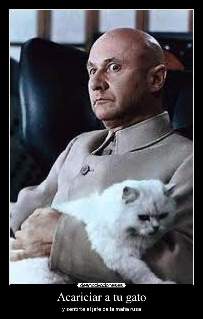 Acariciar a tu gato - 