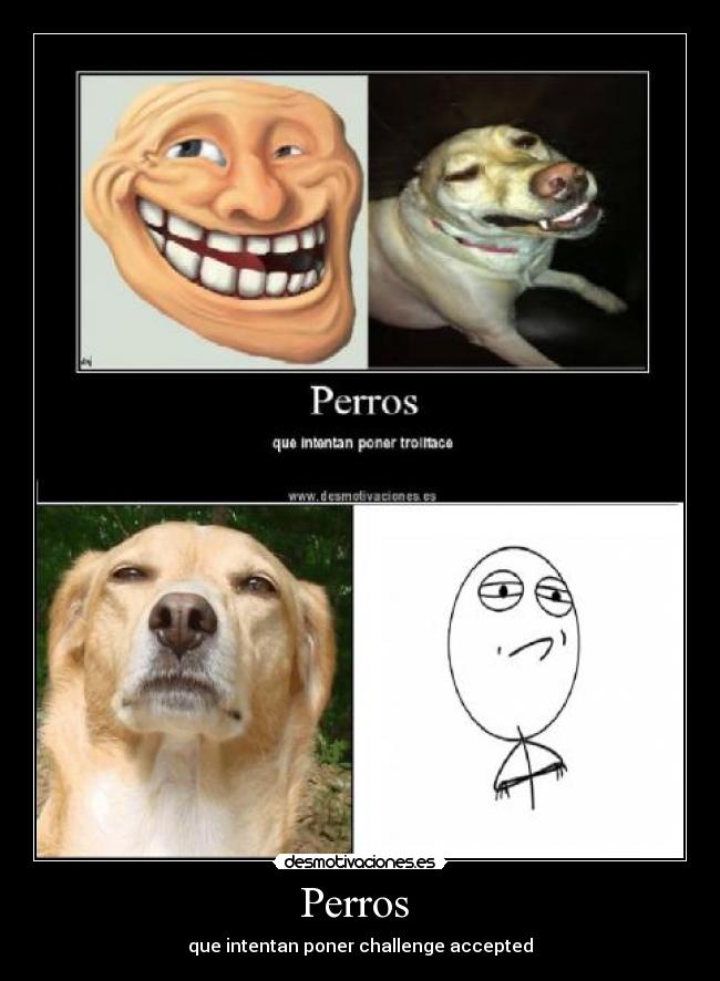 Perros  - que intentan poner challenge accepted