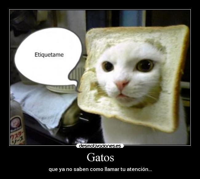 Gatos - que ya no saben como llamar tu atención...