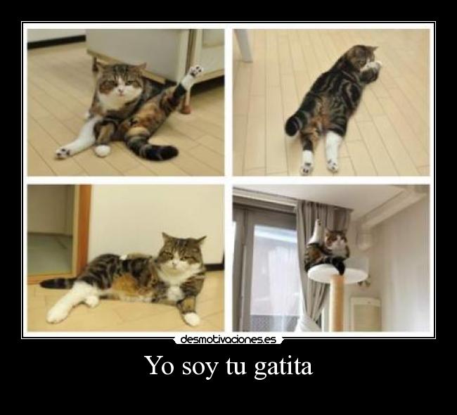 Yo soy tu gatita - 